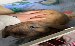 Mini Lop rabbits for sale: Mini lop male  - Image 1