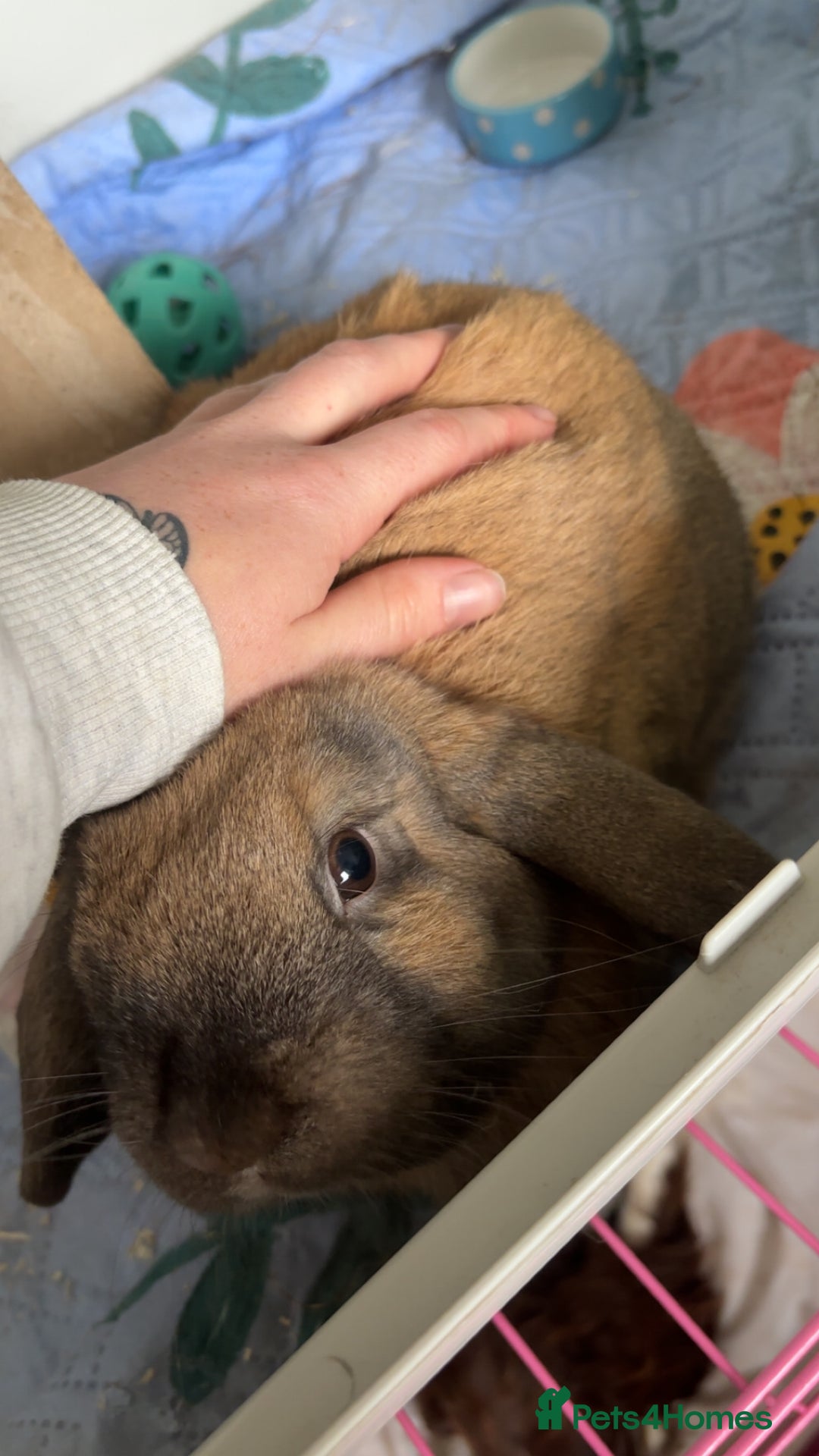 Mini Lop rabbits for sale: Mini lop male  - Image 1