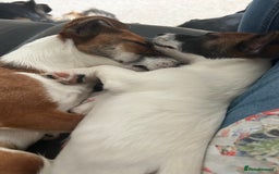 Jack Russell dogs for sale: 2 mini pure jack russel pups - Advert 3