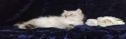 Siberian cats for sale: Siberian Kittens For Sale  - Advert 9