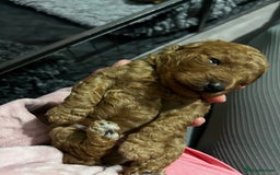 Toy Poodle dogs for sale: Gorgeous kc registered toy poodle pups  - Image 25