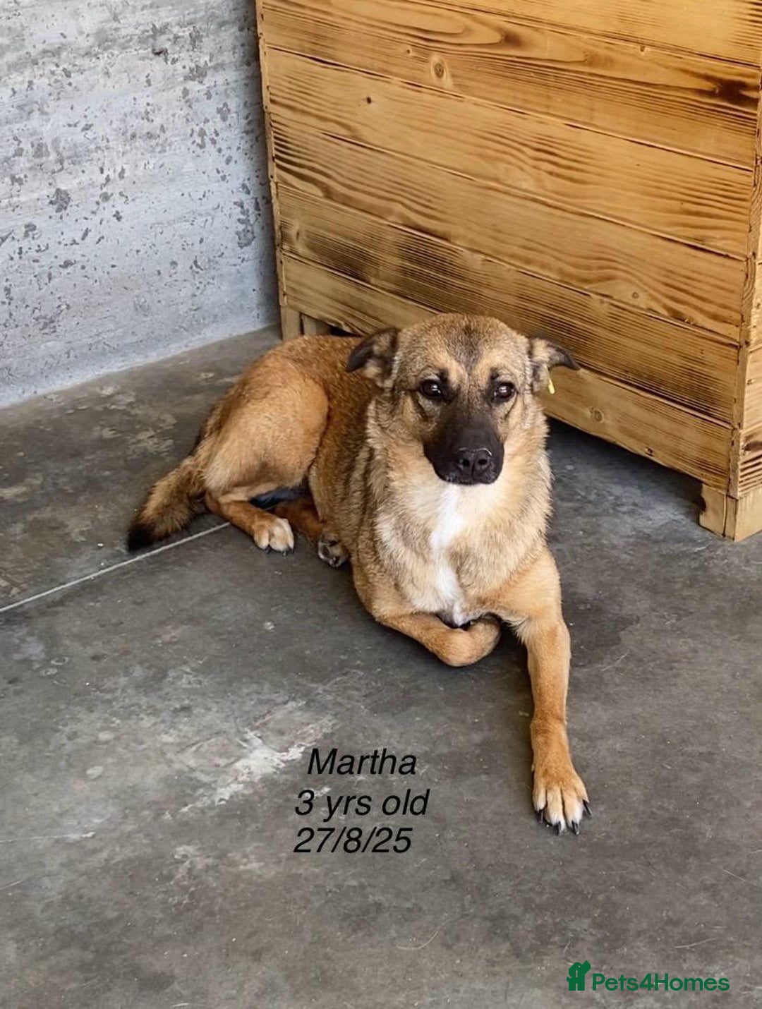 Mixed Breed dogs for adoption: Martha, 2-3 yr old. Available for adoption. in Brixham - Image 1