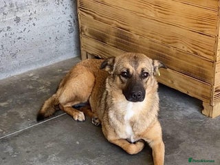 Mixed Breed dogs in Brixham - Advert 13