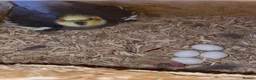 Cockatiels birds for sale: Cockatiel male - Advert 1