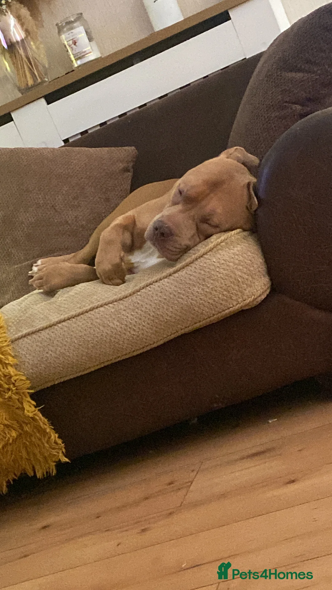 American Bulldog dogs for sale: Standard American bulldog - Advert 2