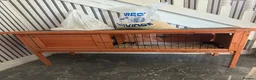 Chickens poultry for sale: 2 Chicks with coop  in Bradford - Advert 4