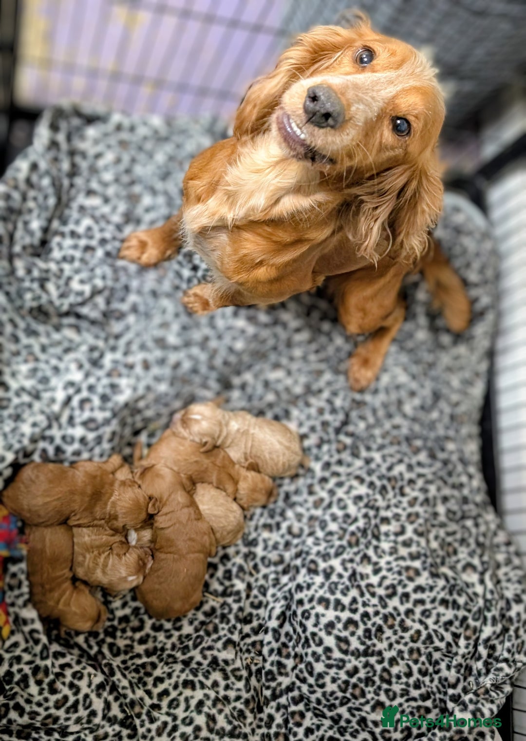 Cockapoo dogs for sale: Licensed breeder, health tested F1 cockapoo pups - Advert 2