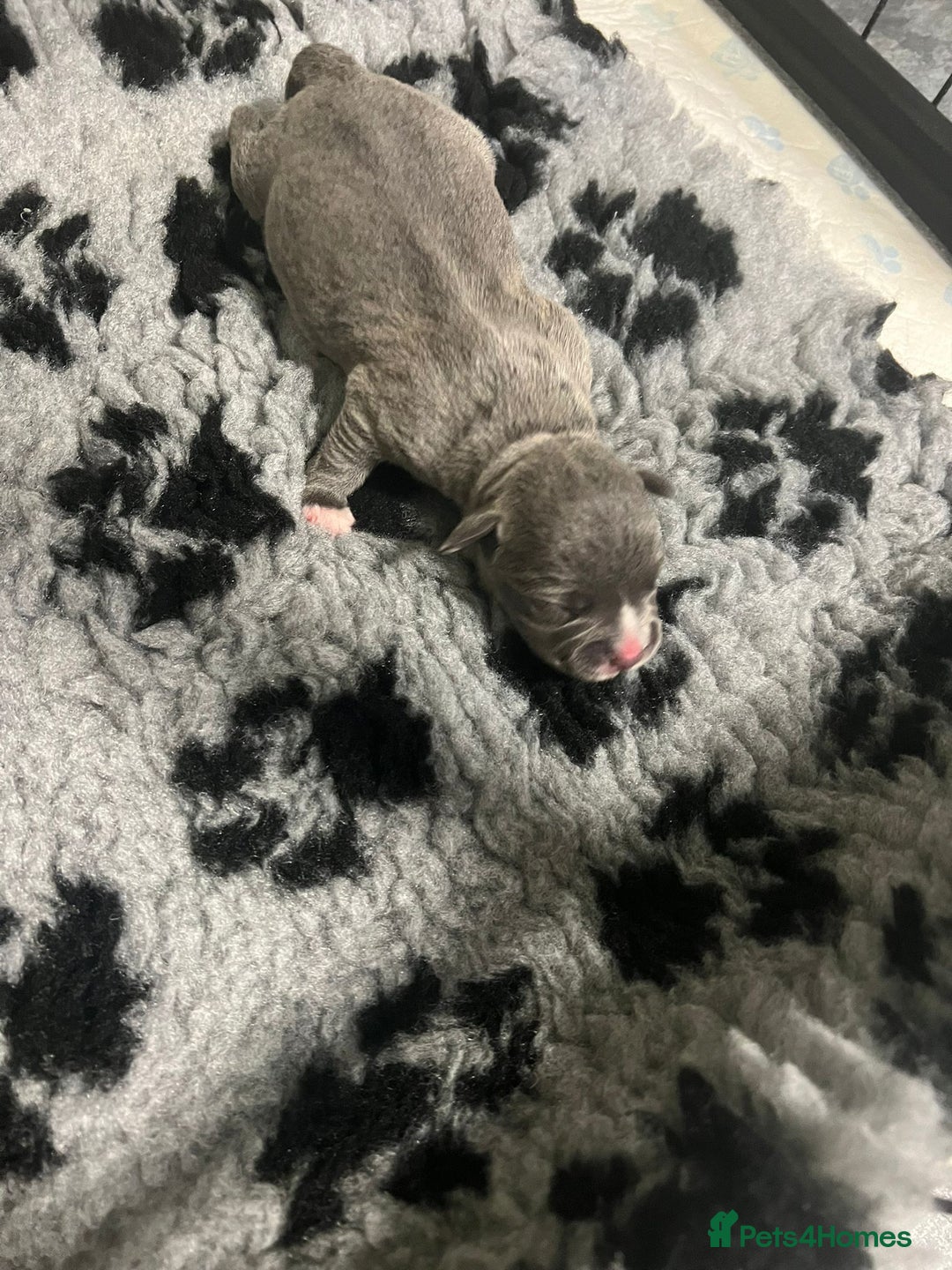 Staffordshire Bull Terrier dogs for stud: Blue Staff KC registered  “Koba” stud  in Swadlincote - Advert 11