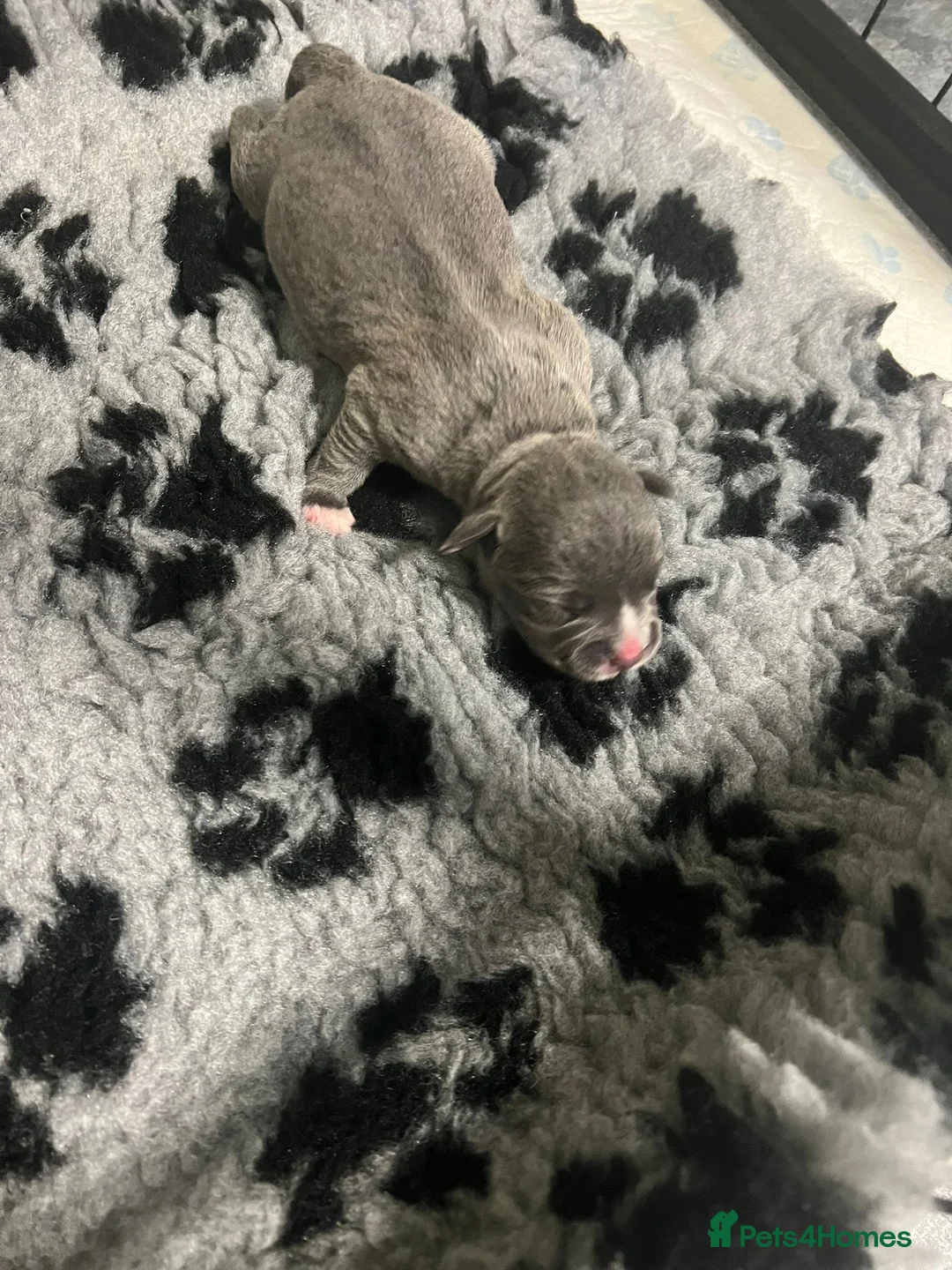 Staffordshire Bull Terrier dogs for stud: Blue Staff KC registered  “Koba” stud  in Swadlincote - Advert 11