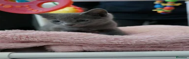 Russian Blue Kitten 2