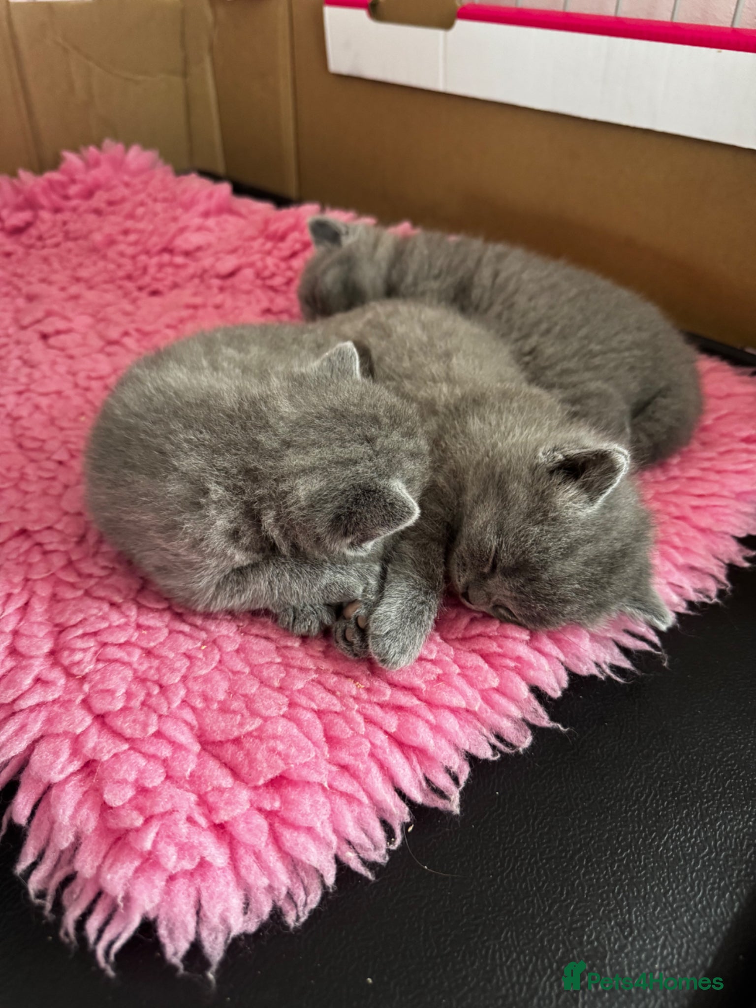 British Shorthair cats for sale: British Blue Short Hair Kittens  - Advert 4