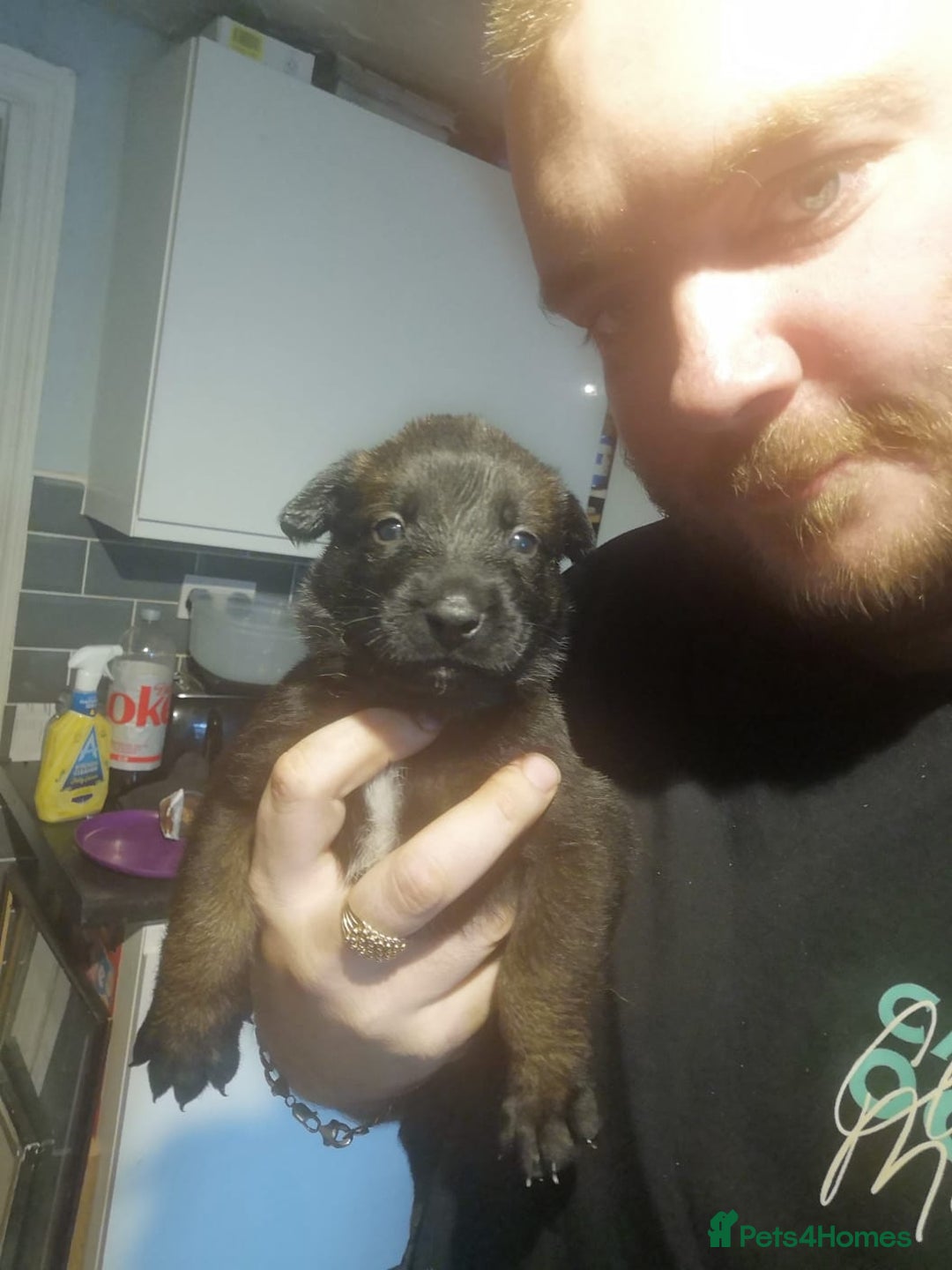 Belgian Shepherd Dog dogs for sale: Stunning Belgian Mali Pups - Image 1