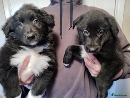 Border Collie dogs Border Collie Puppies Top Quality! - Advert 3