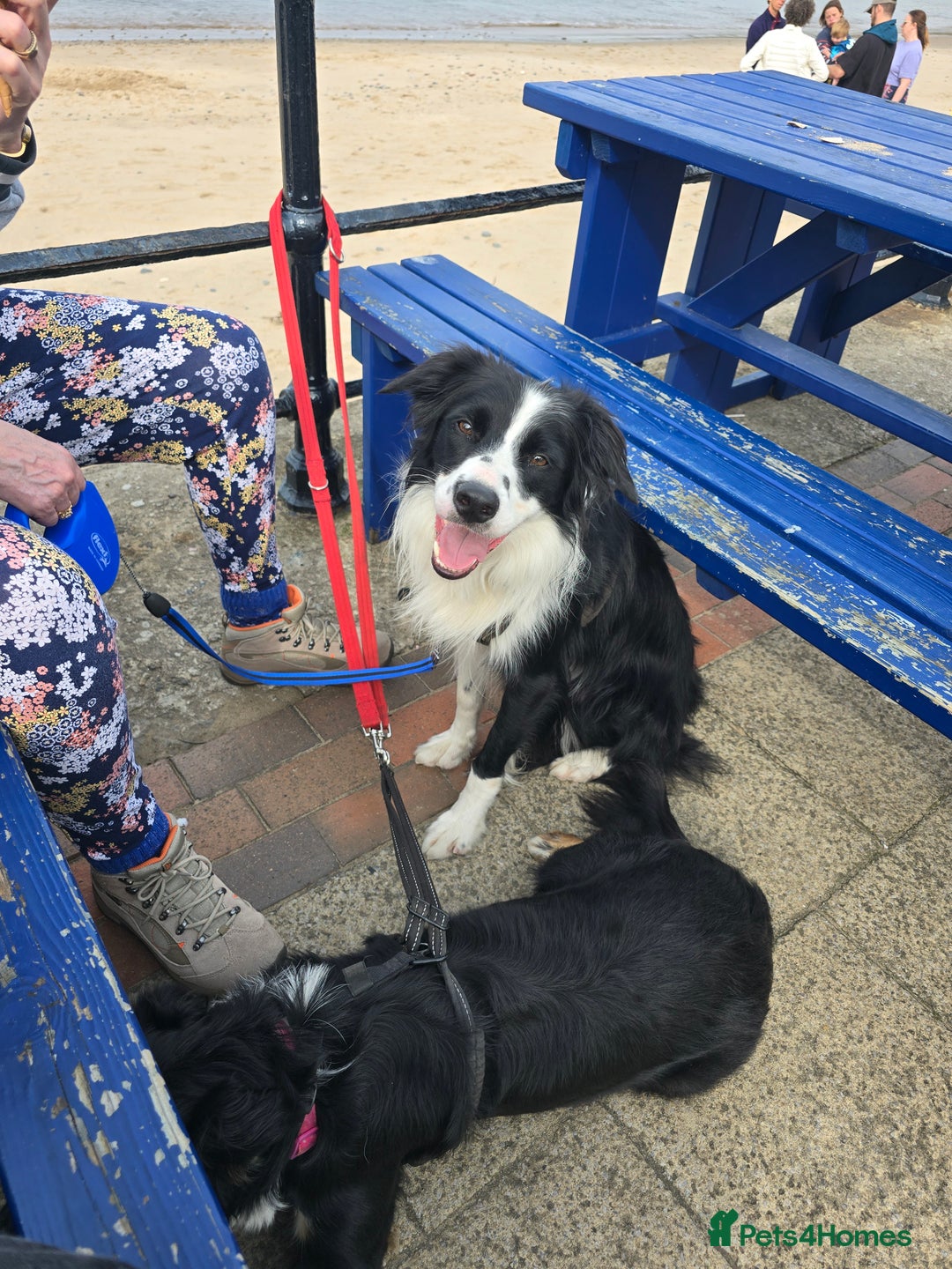 Border Collie dogs for sale: Male and female looking for loving home - Advert 15