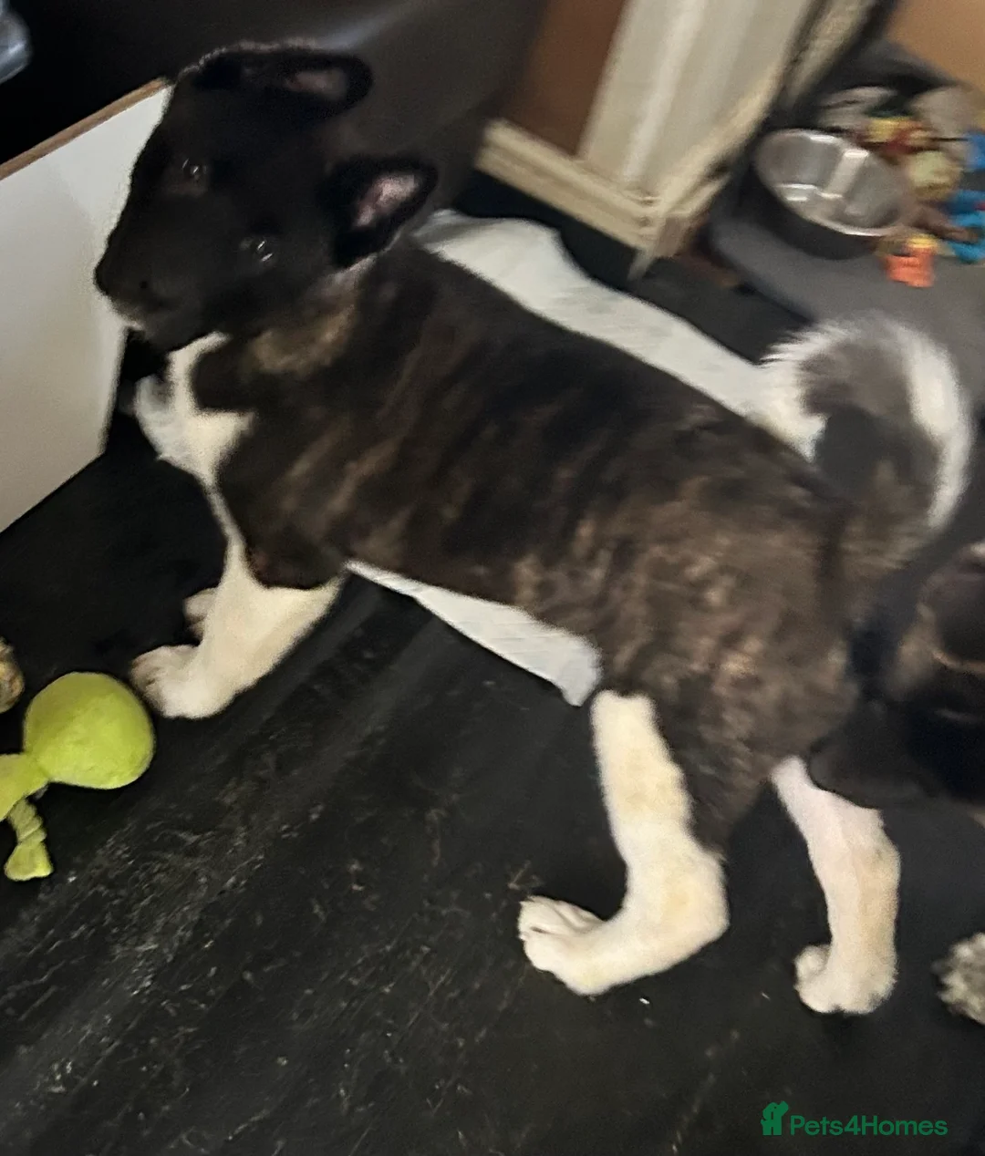 Akita dogs for sale: American Akita Puppy - Advert 24