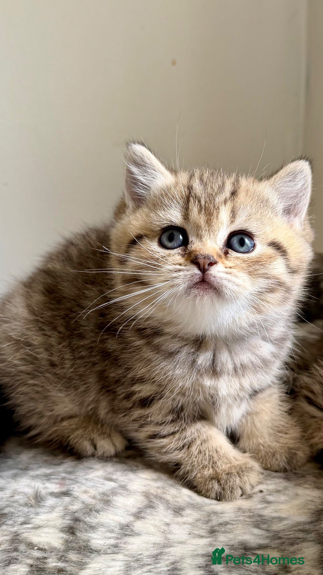 British Shorthair cats for sale: British Shorthair Golden tabby kittens - Advert 1