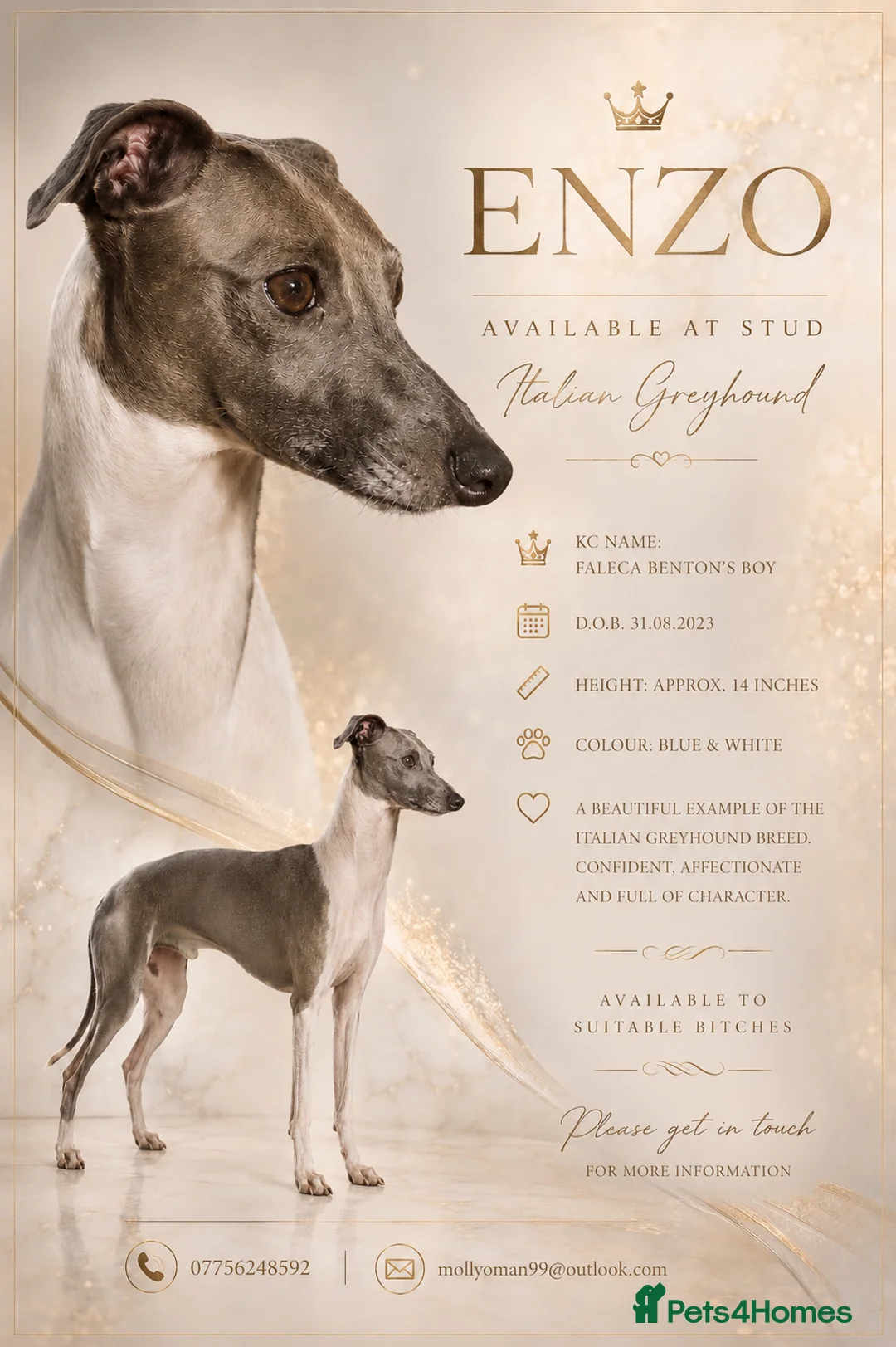 Italian Greyhound dogs for stud: 🤩 Italian greyhound stud dog available 🤩 - Advert 2