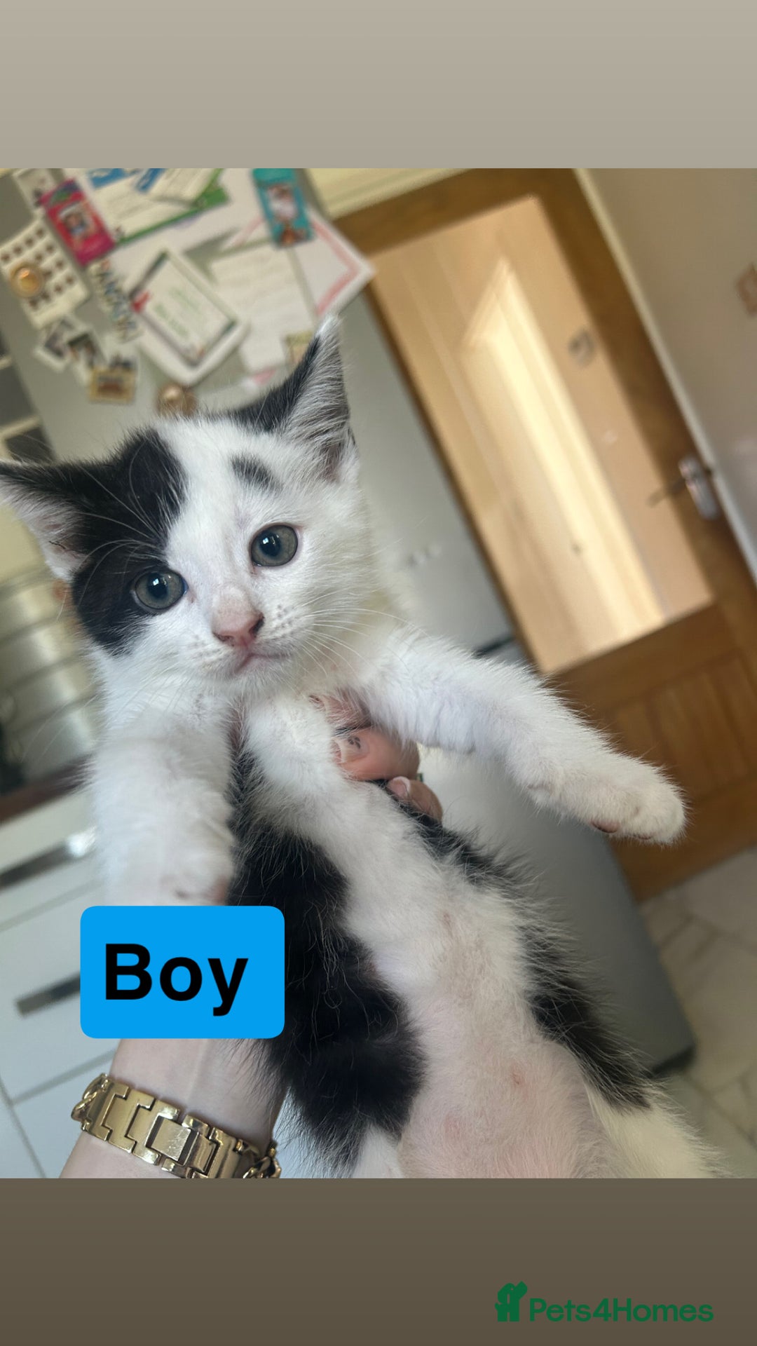Turkish Van cats for sale: Adorable kittens looking for a home - Image 1