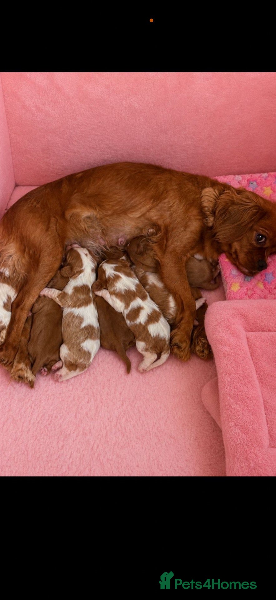 Cavalier King Charles Spaniel dogs DNA clear and kc registered cavalier puppies  - Advert 1