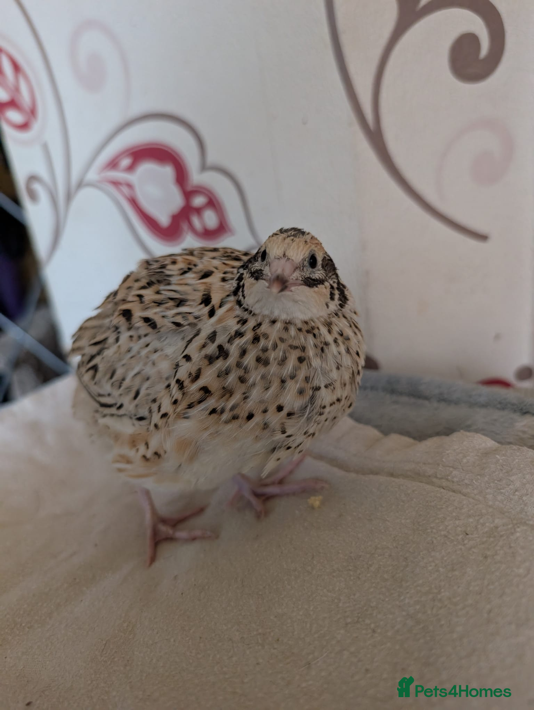 Chickens poultry for sale: chicks, quail chicks and pairs - Image 2