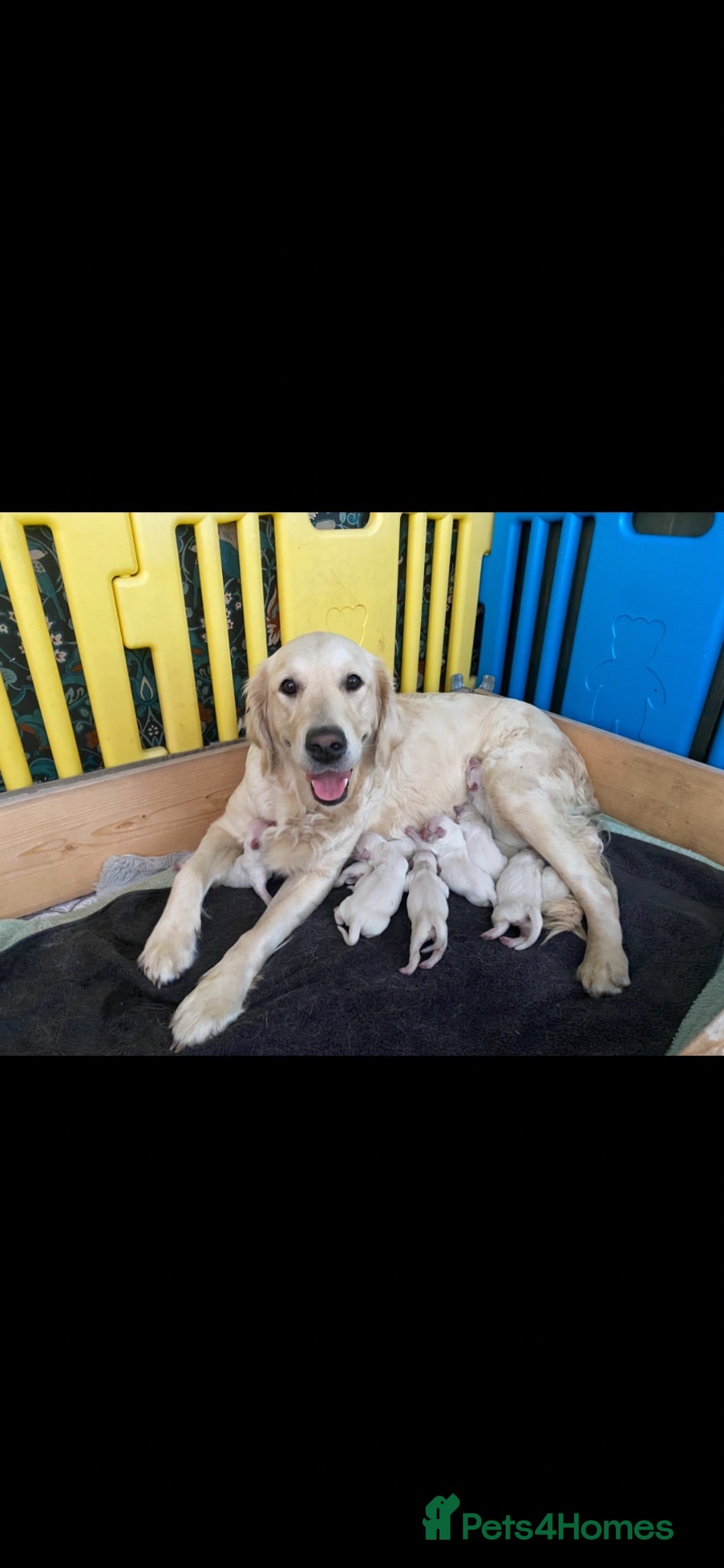 Golden Retriever dogs KC registered, health checked golden retrievers  - Advert 2