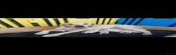 Golden Retriever dogs for sale: KC registered, health checked golden retrievers  - Advert 2