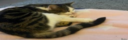 Mixed Breed cats for sale: Mother & daughter - Advert 5