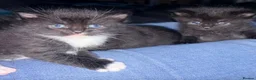 British Shorthair cats for sale: 7 fluffy kittens  - Advert 14