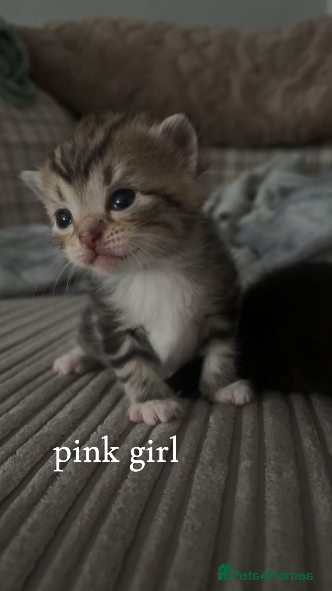 Mixed Breed cats for sale: bengal x - Image 1