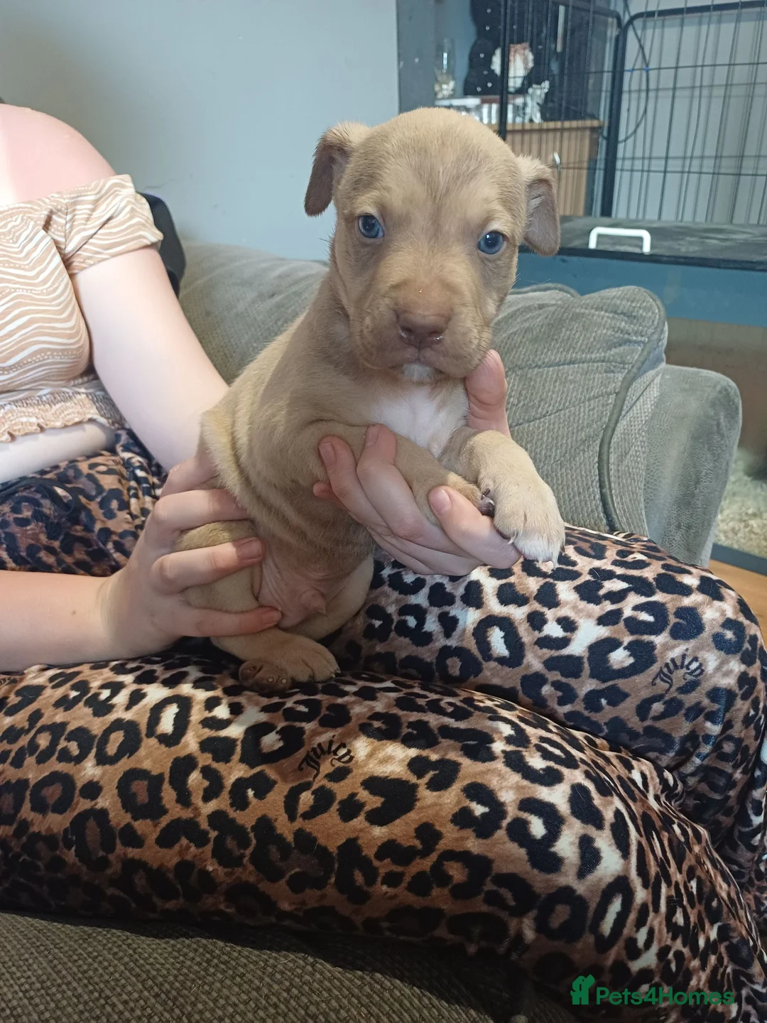 Mixed Breed dogs for sale: Puppies  - Advert 2