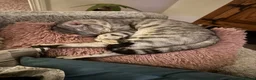 Egyptian Mau cats for sale: Beautiful Egyptian Mau Cat in South Croydon - Advert 5