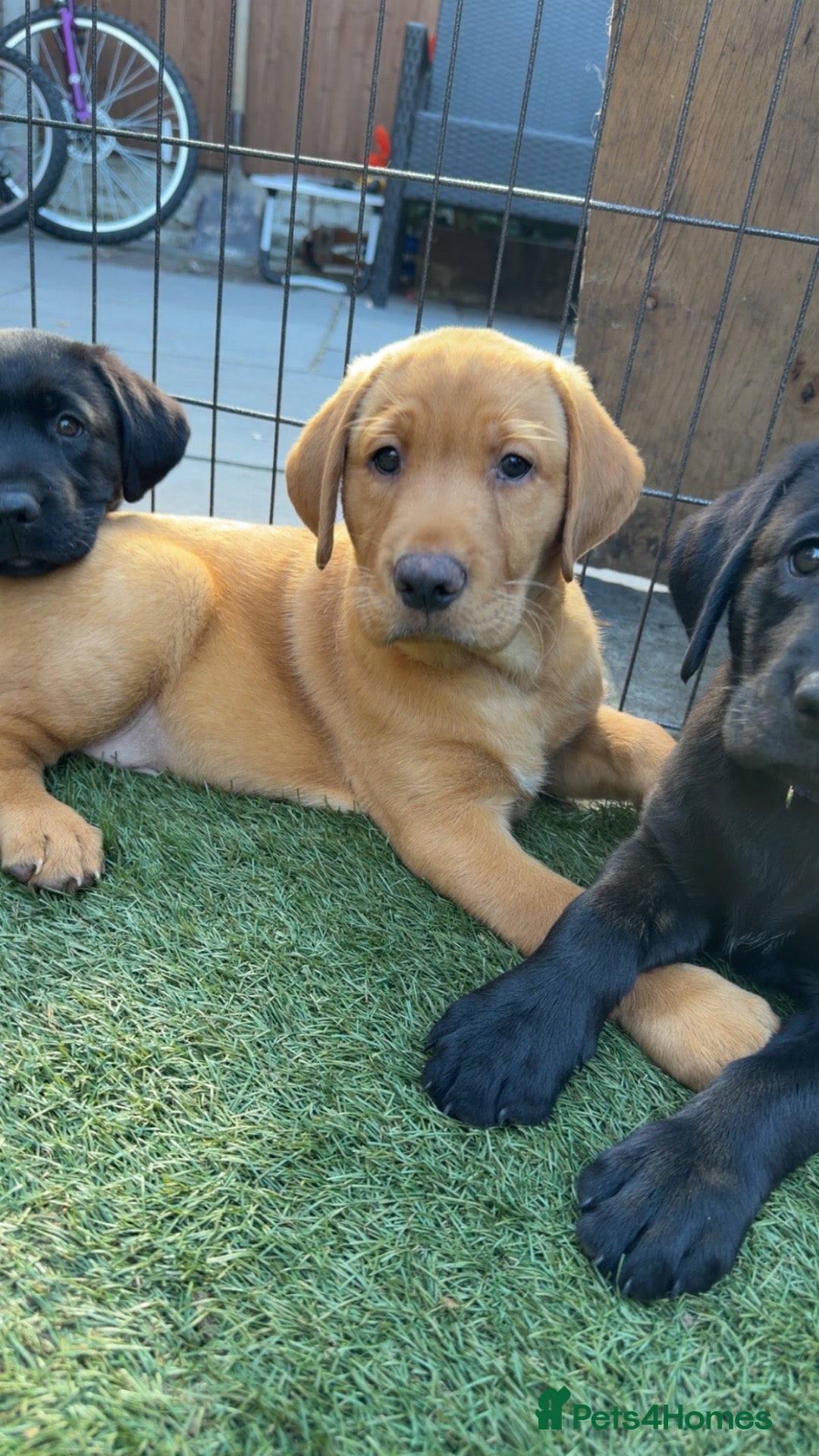 Labrador Retriever dogs Beautiful Labrador champion bloodline pups  - Advert 1