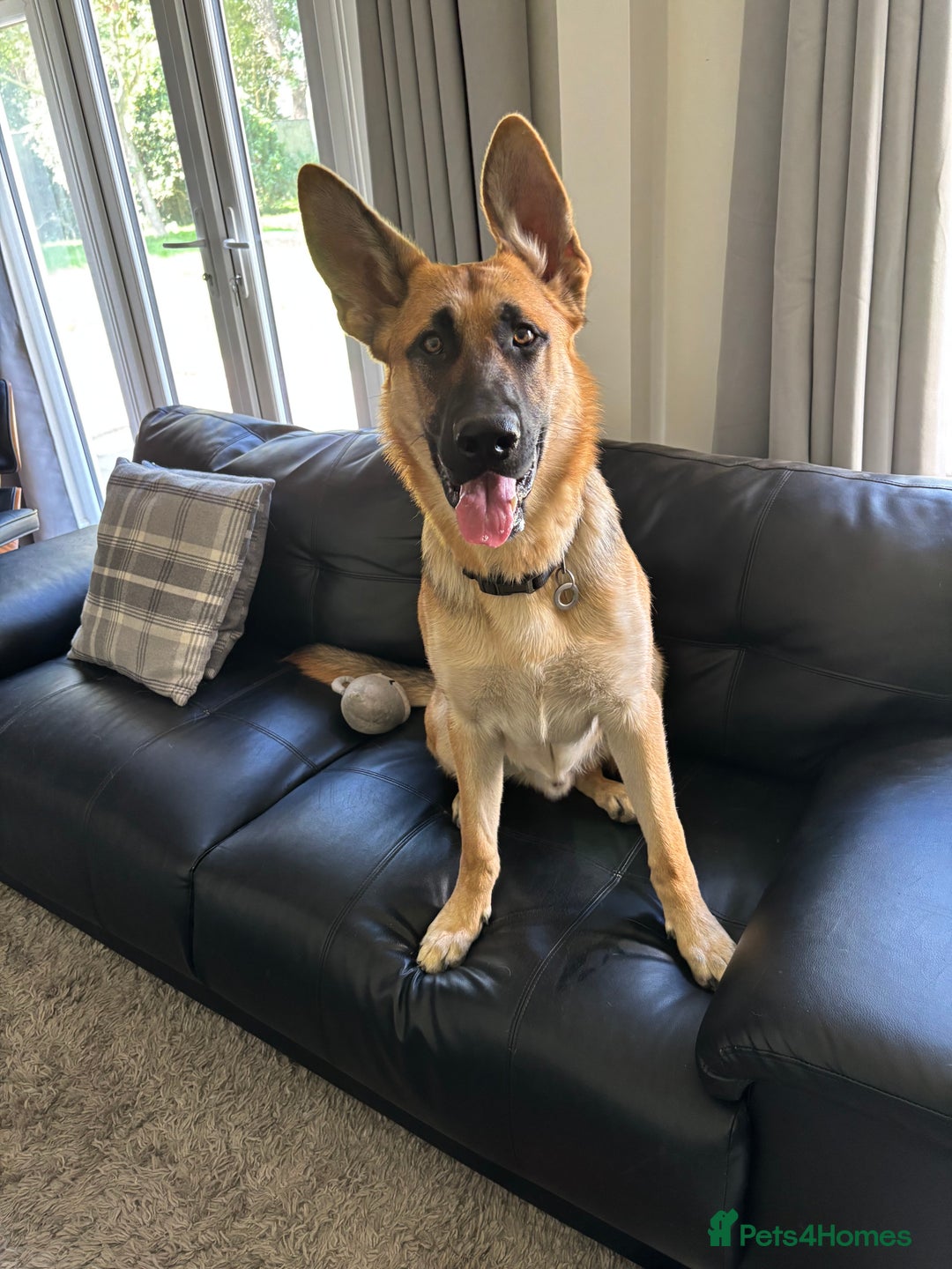 German Shepherd dogs for sale: Male German Shepherd Puppy  - Image 2
