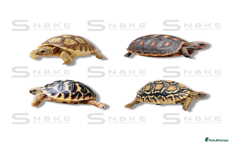 Tortoise reptiles Sulcata : Red-Footed : Leopard : Indian Star - Advert 1