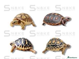 Tortoise reptiles Sulcata : Red-Footed : Leopard : Indian Star - Advert 7