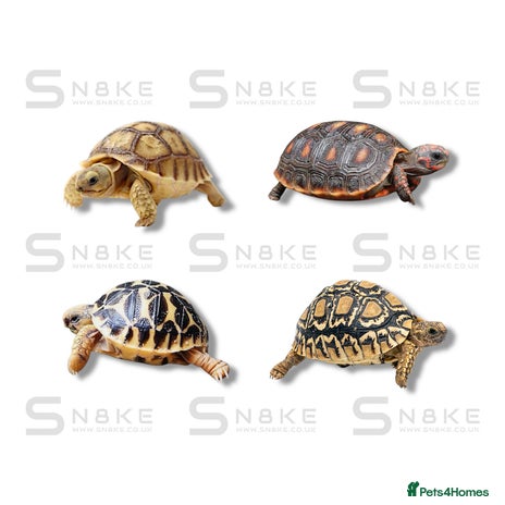 Tortoise reptiles Sulcata : Red-Footed : Leopard : Indian Star - Advert 1