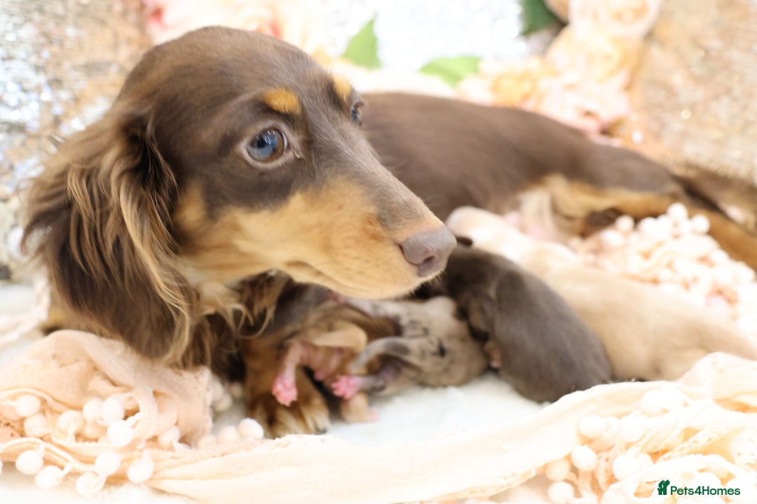 Miniature Dachshund dogs for sale: KC Longhair Miniature Dachshund Puppies - Advert 19