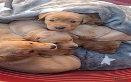 Labrador Retriever dogs for sale: Mix of fox red and yellow labrador puppies - Image 15