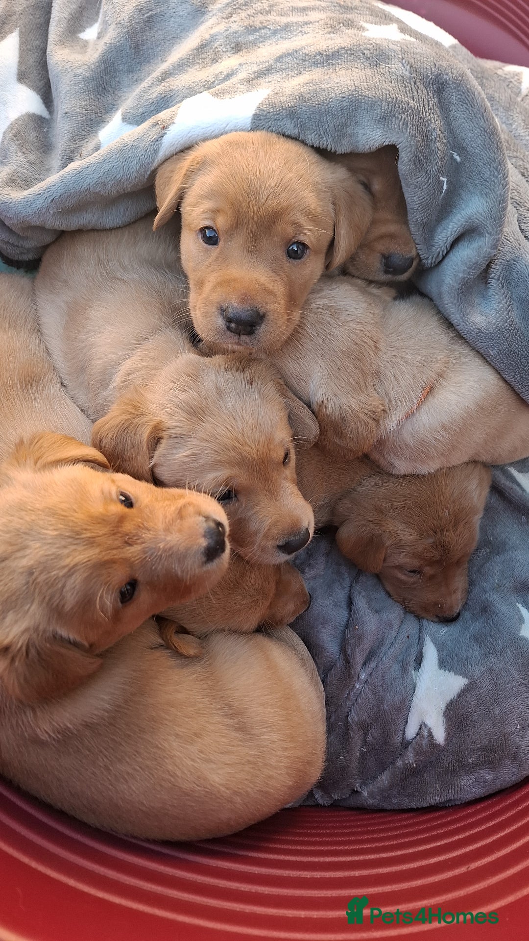 Labrador Retriever dogs for sale: Mix of fox red and yellow labrador puppies - Image 15