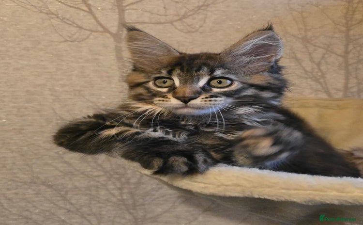 Maine Coon cats - Advert 8