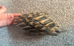 Hermann Tortoise reptiles for sale: echo - herman’s tortoise with enclosure  - Image 7