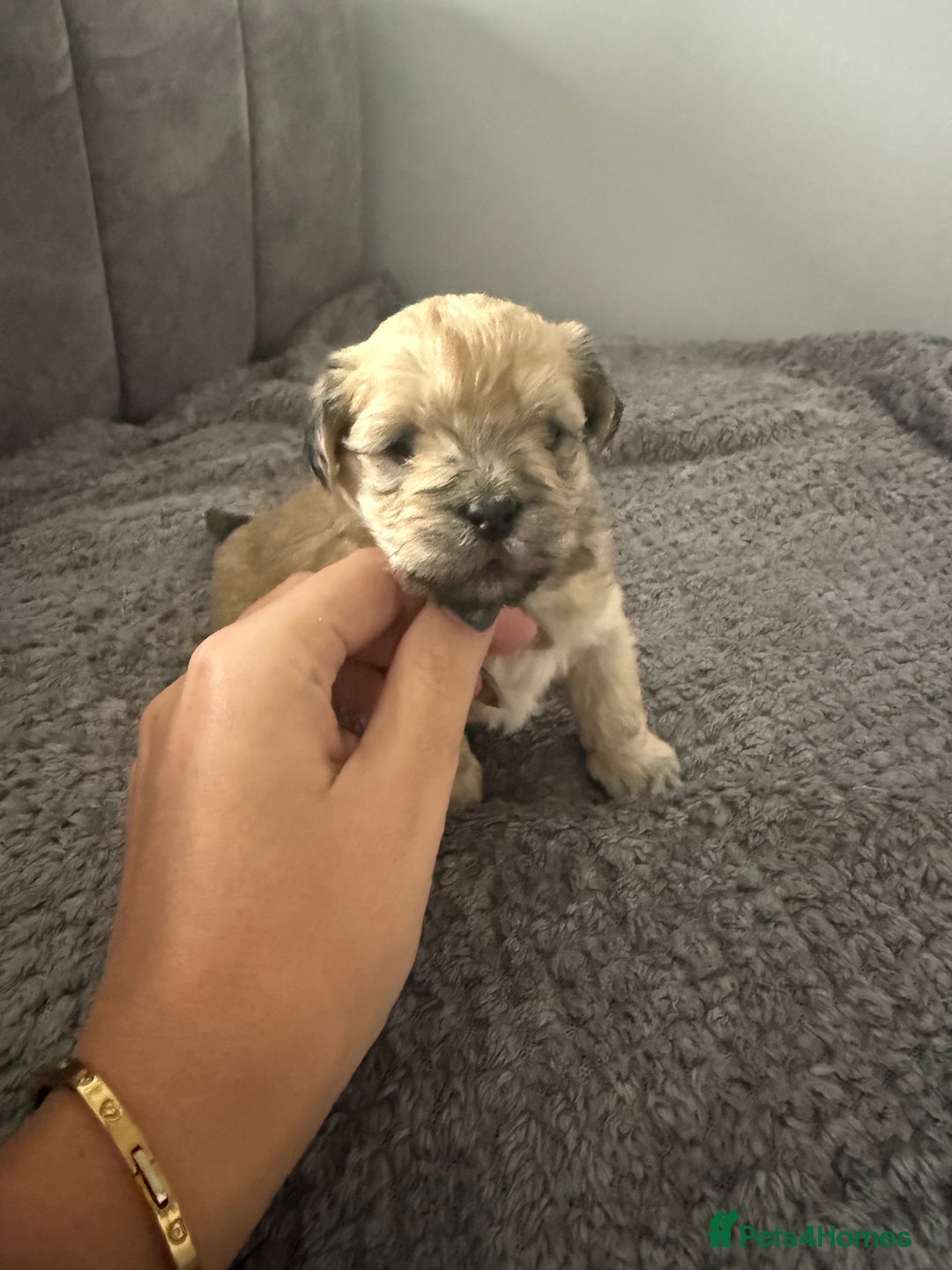 Mixed Breed dogs for sale: Absolutely gorgeous lhatese puppies - Advert 7