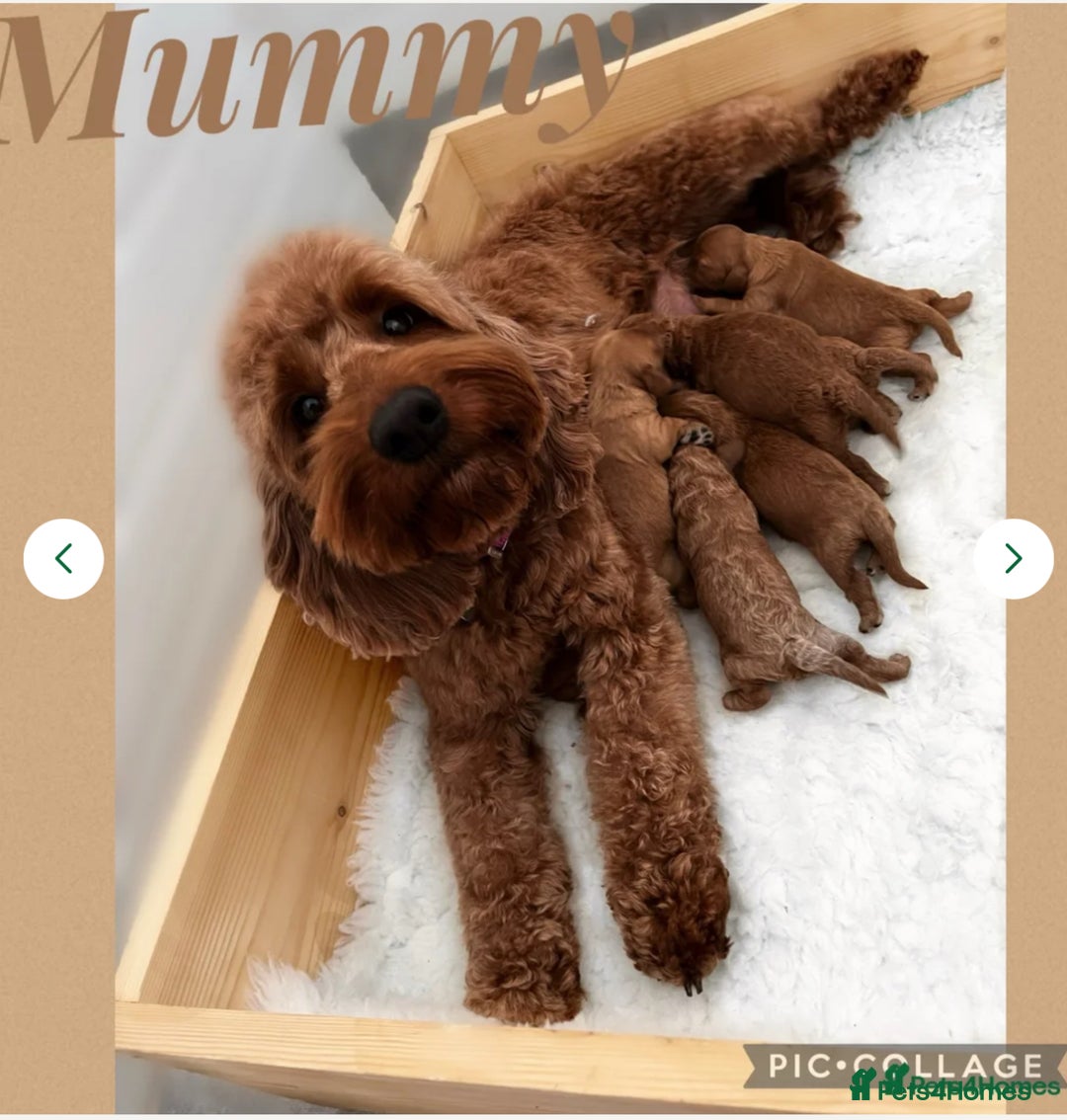 Cockapoo dogs for sale: Extensively Health Tested F1b cockerpoo Puppies  - Image 23