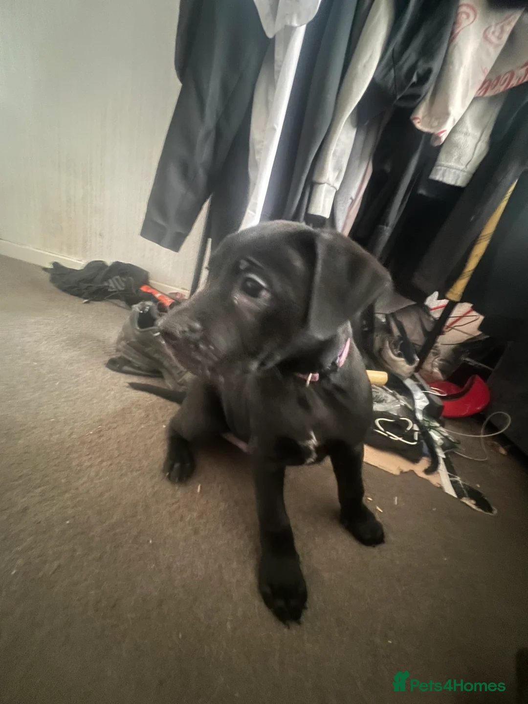 Mixed Breed dogs for sale: 8 Beautiful Mastiff x Staff x Black Mouth Cur Pups - Advert 22