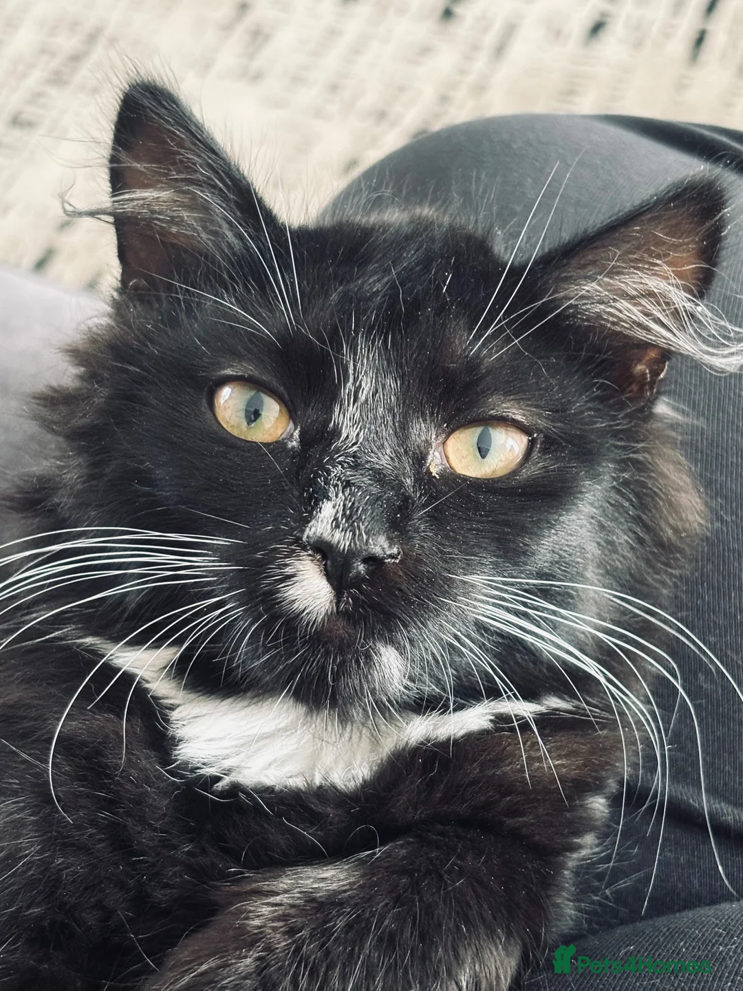 Mixed Breed cats for sale: For the perfect home x  - Advert 5