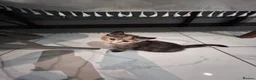 Domestic Shorthair cats for sale: 2 final kitties are waiting for their forever home - Advert 6