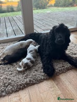 Cocker Spaniel dogs - Advert 1