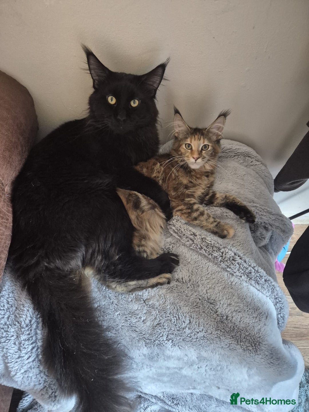 Maine Coon cats for sale: 8 month old Mainecoon - Advert 4