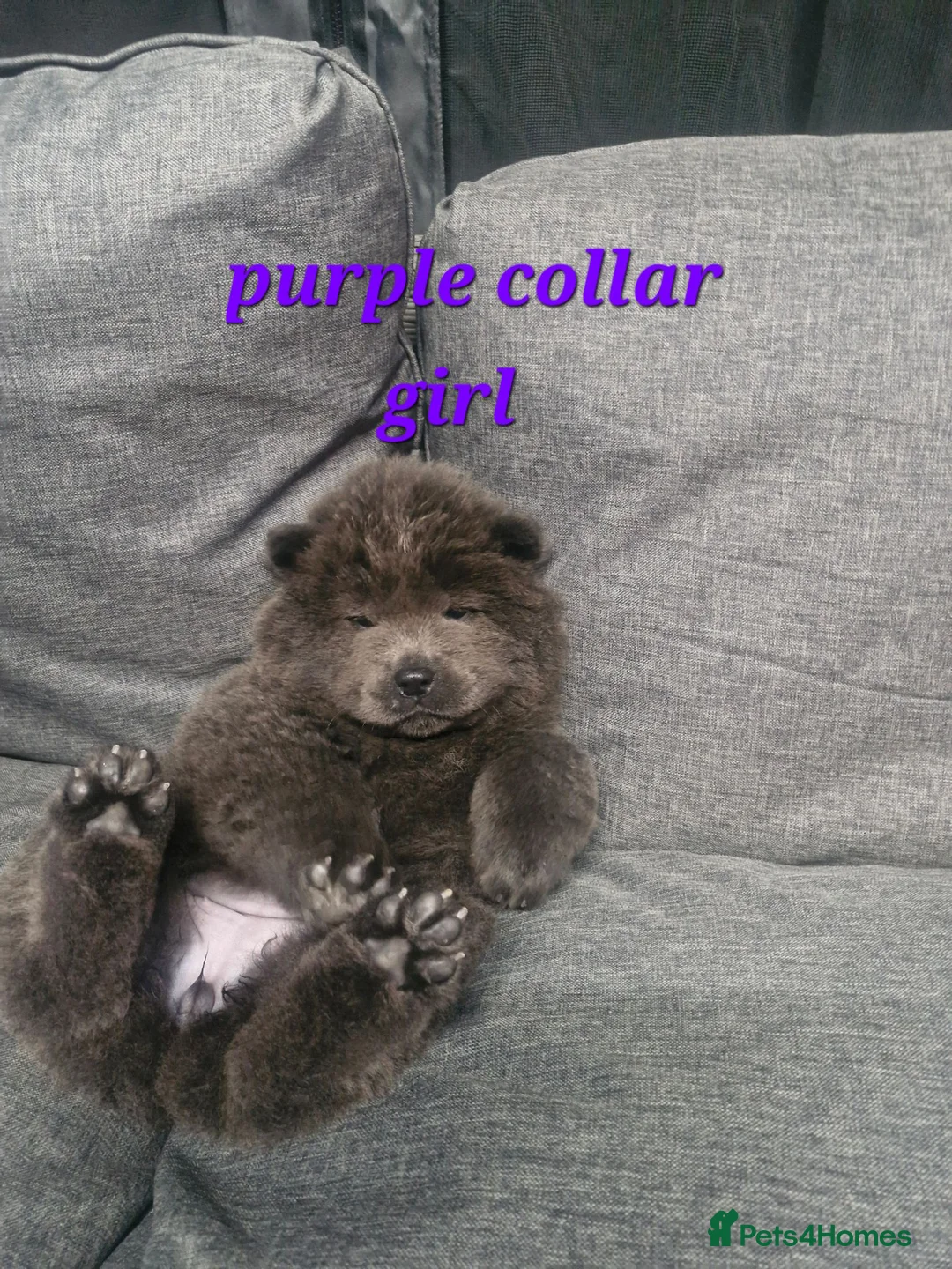 Chow Chow dogs for sale: 6 cute fluffy coat chow pups excellentbloodline - Advert 2