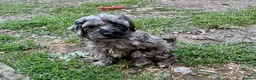 Cockapoo dogs for sale: Beautiful cockapoo pups for sale - Advert 25